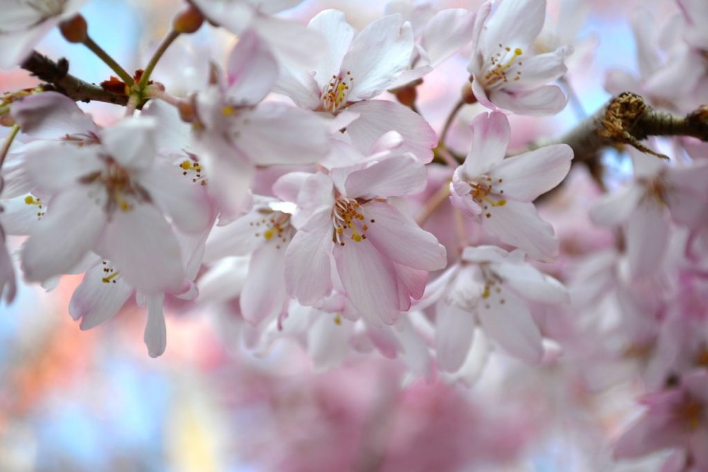 sakura, chery blossom, flowers